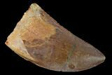 Serrated, Carcharodontosaurus Tooth - Real Dinosaur Tooth #156884-1